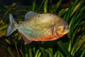 Piranha — ranked #7