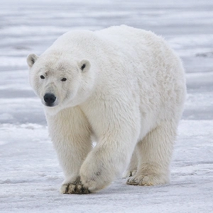 Polar Bear — ranked #6