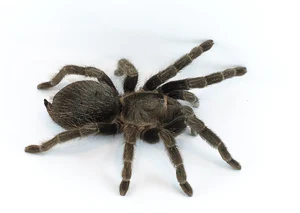 Tarantula — ranked #8