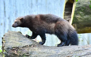 Wolverine — ranked #13