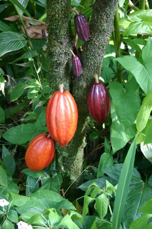 Cocoa — ranked #15