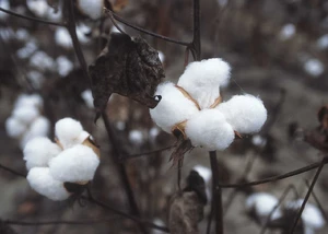 Cotton — ranked #10