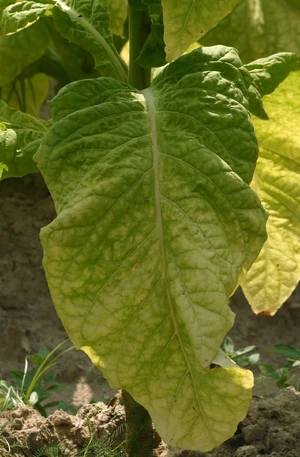 Tobacco — ranked #5
