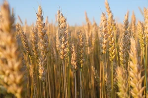 Wheat — ranked #9