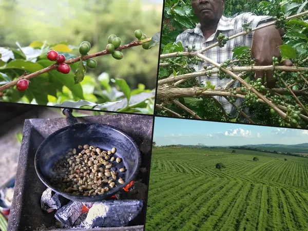 Which country has the best coffee?