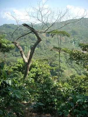 Guatemala — ranked #11