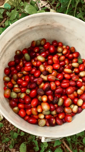 Rwanda — ranked #7