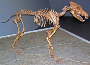 Dire wolf — ranked #16