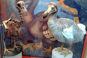 Dodo — ranked #13