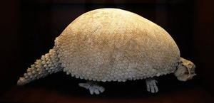 Glyptodon — ranked #5