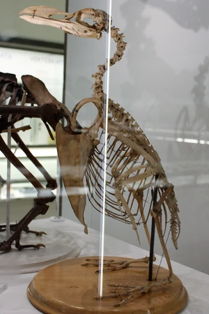 Great auk — ranked #7