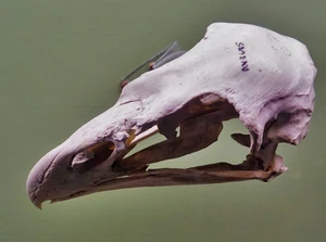 Haast's eagle — ranked #14