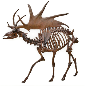 Irish elk — ranked #9