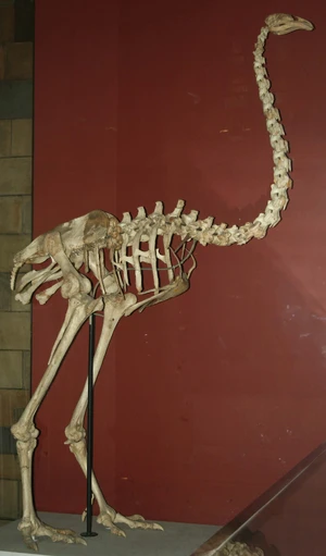 Moa — ranked #11