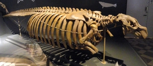 Steller's sea cow — ranked #6