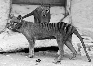 Thylacine — ranked #10
