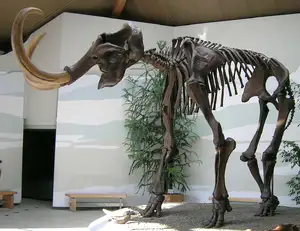 Woolly mammoth — Which extinct animal should we bring back?