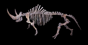 Woolly rhinoceros — ranked #4