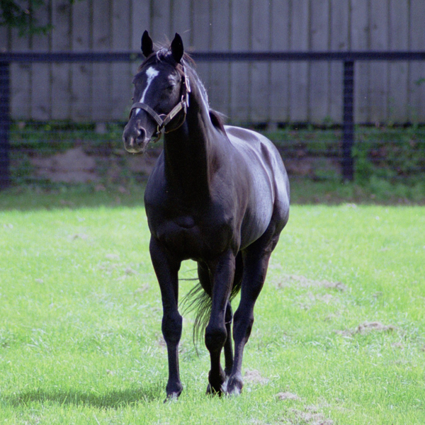 Sunday Silence (1989) - ranking option ranked #6
