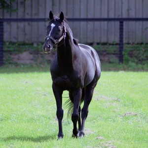 Sunday Silence (1989) — ranked #6