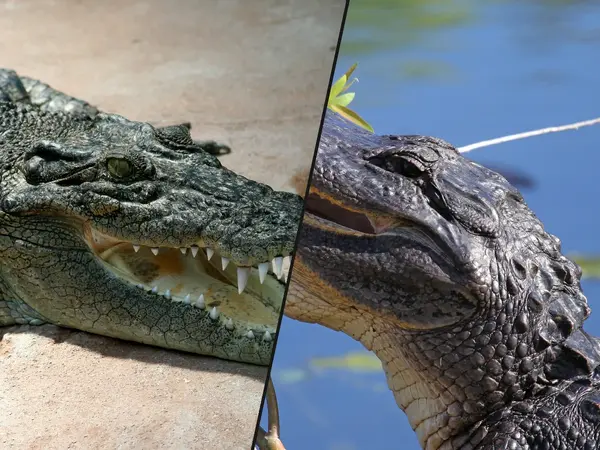 Which reptile would win in a fight?