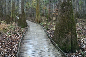Congaree National Park — ranked #15